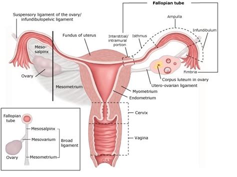 Medical Ectopic Management Krishna IVF Clinic