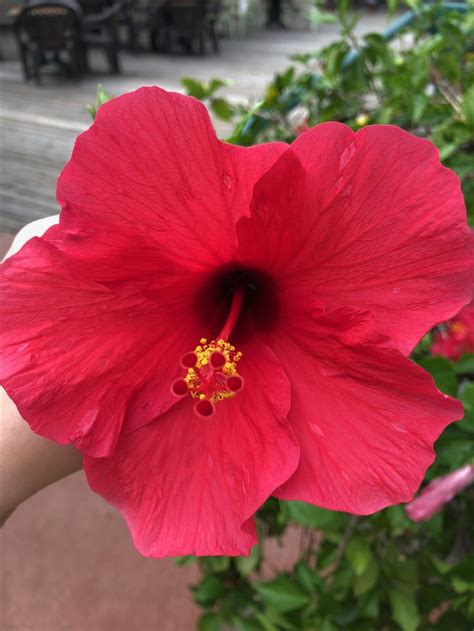 Pin on mreginahibiscos | Beautiful flowers, Hibiscus, Tropical flowers