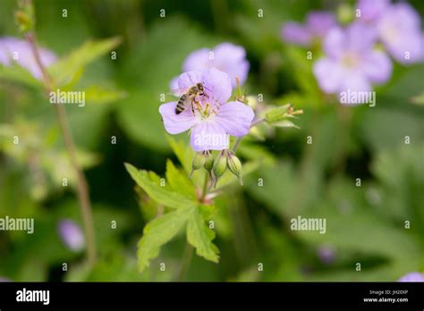 Honey Bee On A Flowering Wild Geranium Spotted Geranium Or Wood