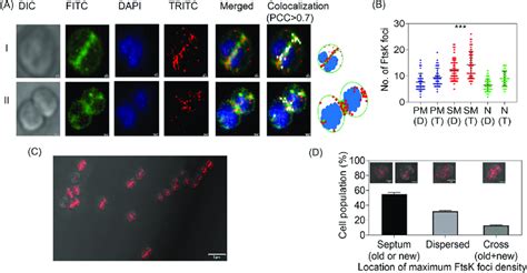 Cellular Localization Of FtsK RFP Expressing Under Native Promoter In