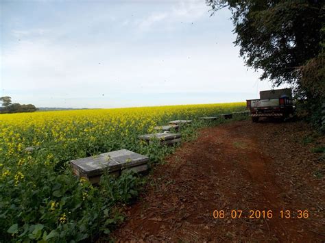 Abelhas Na Planta O De Canola