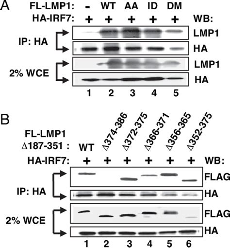 Figure 2 From Irf7 Activation By Epsteinbarr Virus Latent Membrane