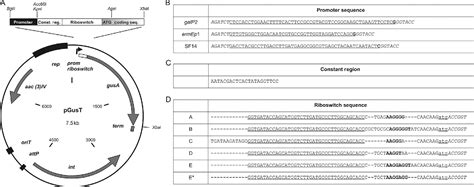 Figure 1 From Conditional Control Of Gene Expression By Synthetic