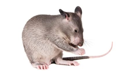 The 10 Largest Rats In The World A Z Animals