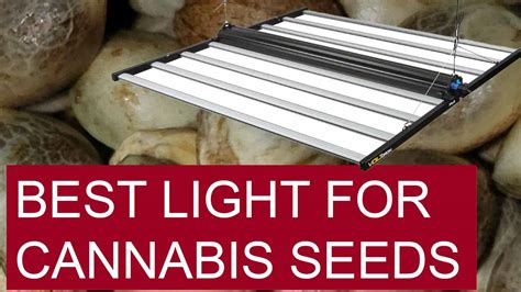 The Best Lighting For Cannabis Seeds