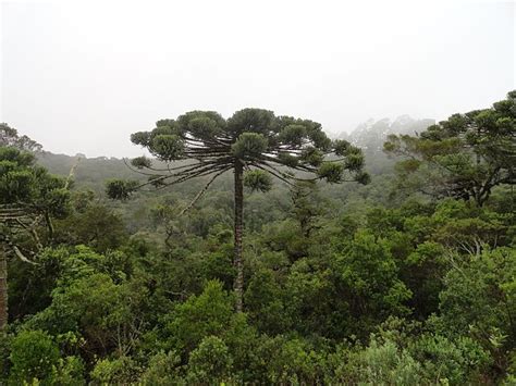 Details 48 árboles Que Están En Peligro De Extinción Abzlocalmx