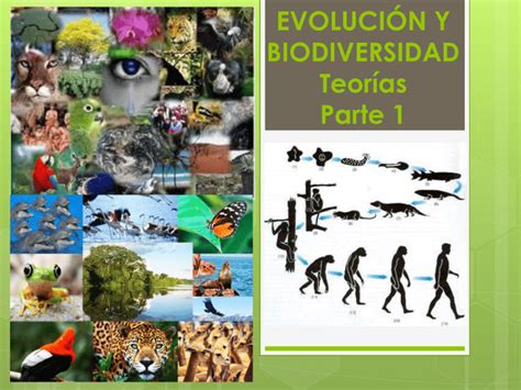 Teorias Darwinista Y Lamarckistas