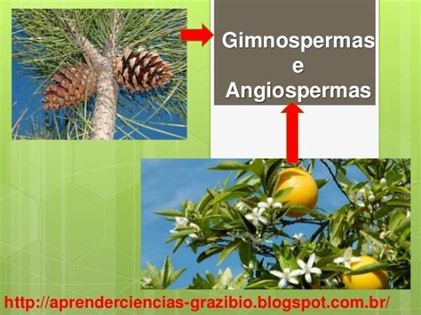 Diagrama De Venn De Gimnospermas E Angiospermas 🎉 What Is The