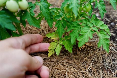 Tomato Geek Growing And Cooking Tomatoes