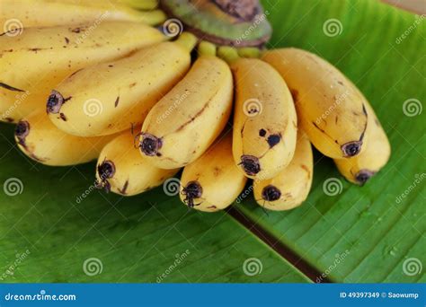 Latundan Banana. Royalty-Free Stock Image | CartoonDealer.com #49397350