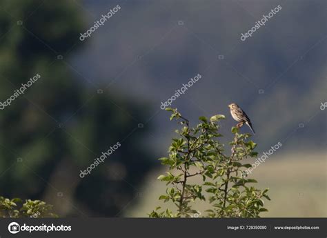 Martillo Gris Sentado Arbusto Emberiza Calandra Foto De Stock MIK