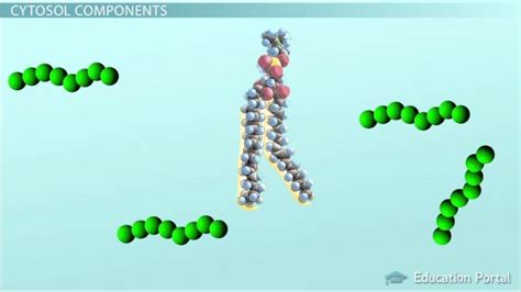 Cytosol Definition Function And Structure Lesson