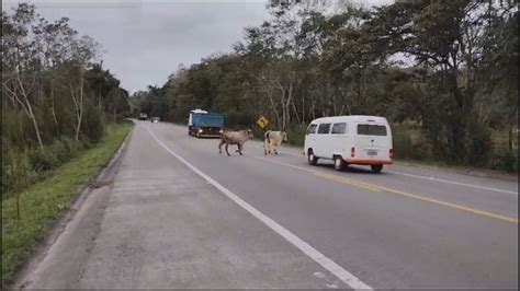 Bois Invadem Rodovia E Quase S O Atropelados No Interior De Sp V Deo