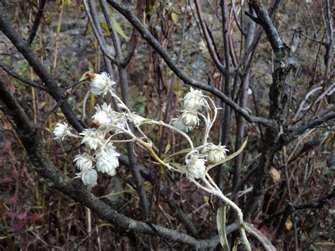 Withering flower by LeTrefle on DeviantArt