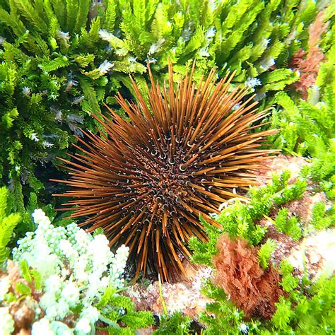 The Importance Of Sea Urchins Norfolk Island S Reef