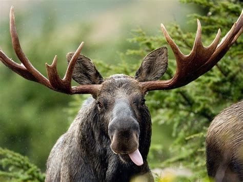 Moose Wallpaper, Best Moose Wallpaper, #35616