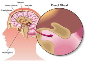 Circadian rhythms, the pineal gland and melatonin - Psychology Info