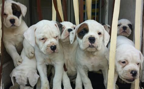 Alangu Mastiff Puppies For Sale | Burbank, CA #155010