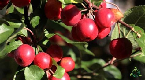 When to prune the apple tree: periods, cultivars, climatic conditions