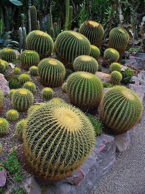 Pin On Cactus Garden