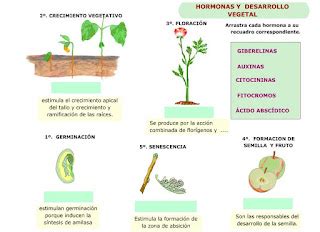 Biología y Geología Toni 1º DE BACHILLERATO RELACIÓN EN VEGETALES