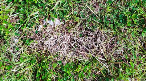 Widespread Turfgrass Illnesses And How You Can Handle Them Naturery Net