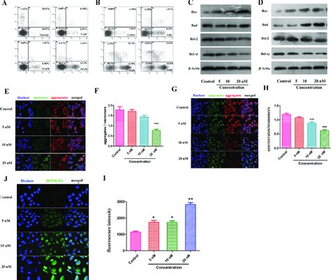 12p Induces Apoptosis In A549 Cells Through The Regulation Of The