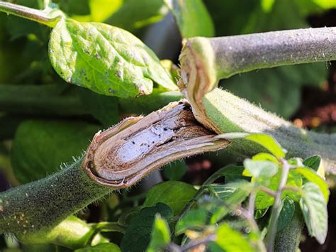 Fixing Injured Plants Can You Reattach A Severed Plant Stem