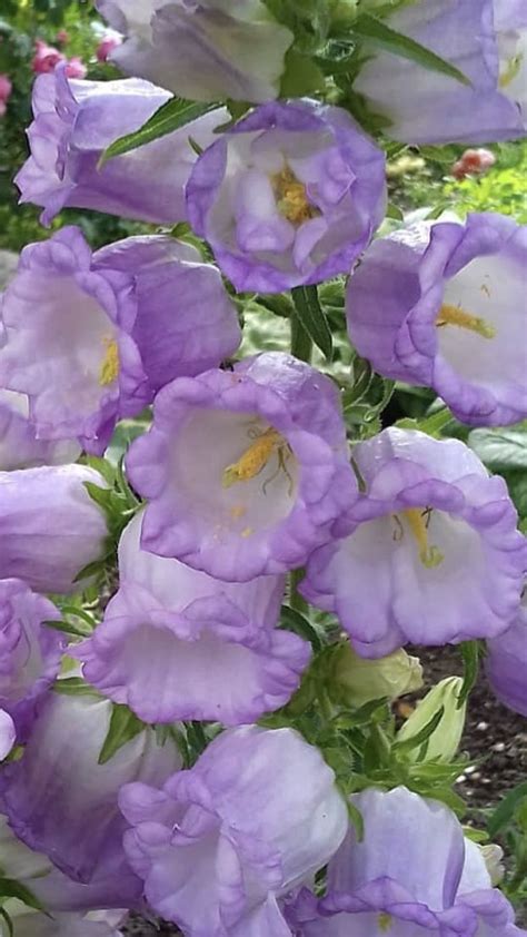 Canterbury Bells Flower Campanula Medium Growing And Care Artofit