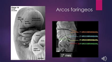 Arcos Far Ngeos Y Formaci N De La Cara Cecilia Licata Ra Parte