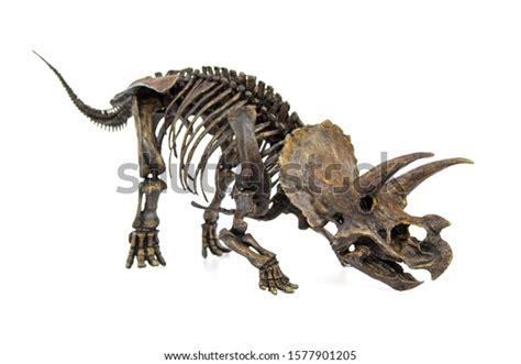 Fossil Skeleton Dinosaur Three Horns Triceratops Stock Photo 1577901205 ...