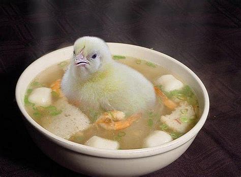 Chicken Soup - this is real chicken soup