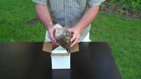 Unboxing Morel Mushroom Growing Kit Youtube