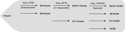 Sex Pheromone Biosynthesis In The Sugarcane Borer Diatraea Saccharalis