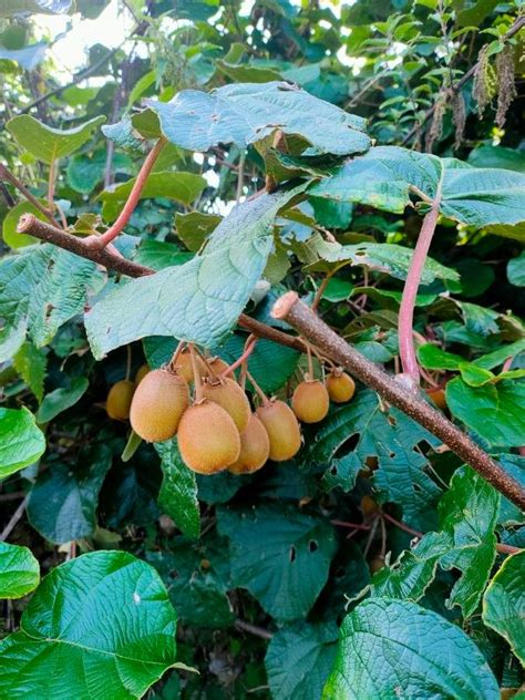 Actinidia Deliciosa A Chev C F Liang A R Ferguson Kiwi World