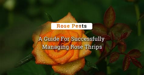 Defeating Rose Thrips: A Guide For Successful Management - Kisanvedika | BigHaat