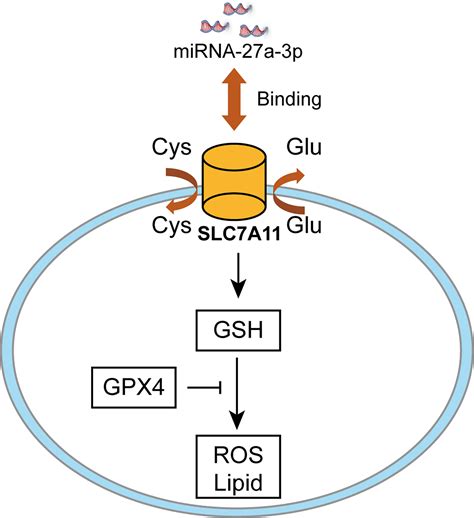 Frontiers Mir A P Promotes Non Small Cell Lung Cancer Through