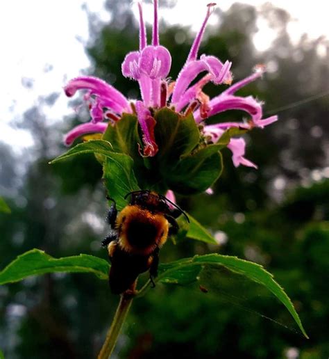 Wild Bee Balm Wild Bergamont Flowers Monarda Fistulosa Dried Gm