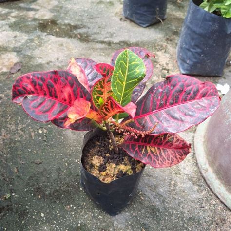 Pokok Pudding Kura Kura Croton Outdoor Plant Dekorasi Tanaman