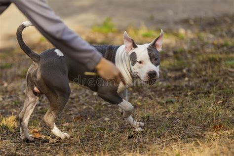 Pit Bull Puppy Playing on the Playground Stock Photo - Image of animal ...