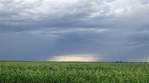 Cómo Impactarán Las Próximas Lluvias En El Agro Agrolatam