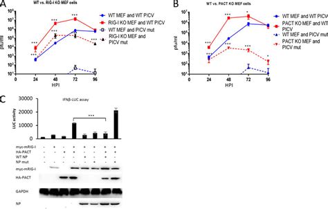 A And B Viral Growth Kinetics Of WT And Mutant PICVs In RIG I KO A