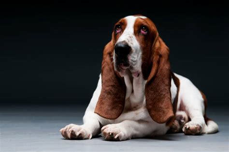 Droopy Eyed Dog Stock Photos, Pictures & Royalty-Free Images - iStock