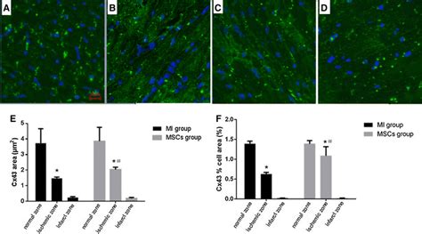 Expression And Distribution Of Cx43 By Immunofluorescence Staining A