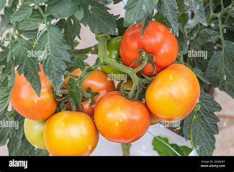 Cluster Of Tomatoes On The Vine At The Farm In Colder Highland Region