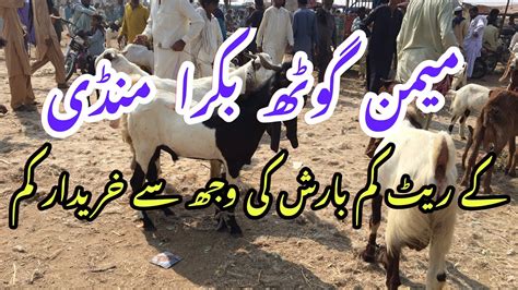 Memon Goth Bakra Mandi Today Update Youtube