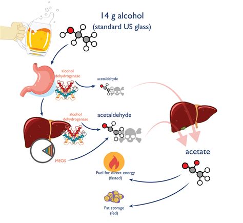 image-showing-digestive-process-alcohol-dehydrogenase-acetaldehyde-etc ...