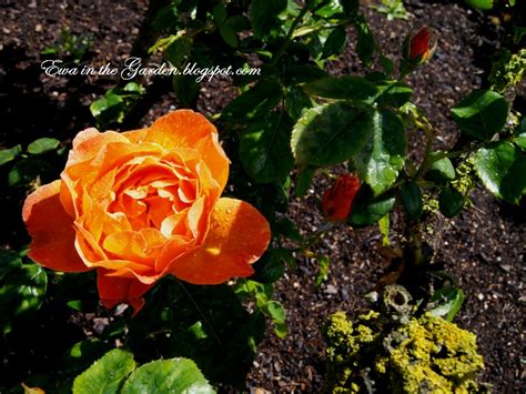 Ewa in the Garden: 15 photos of the Top Rose Garden in London