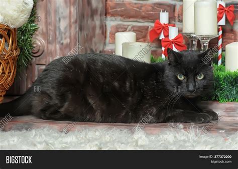 Black Cat Christmas Image & Photo (Free Trial) | Bigstock