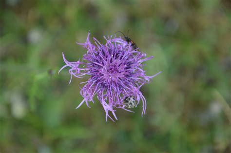 Free Images Nature Grass Meadow Flower Summer Green Insect